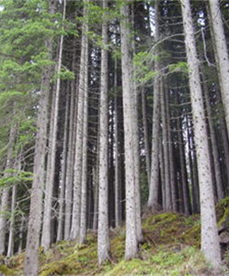 Costruzioni in legno e gestione forestale sostenibile