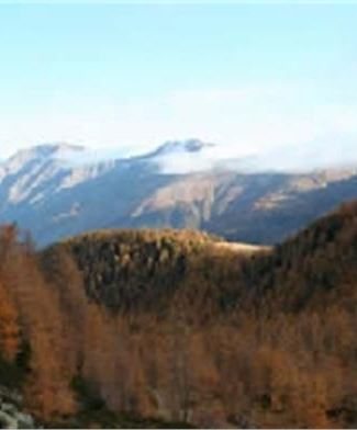 Antico bosco di Larice in Val Comasine
