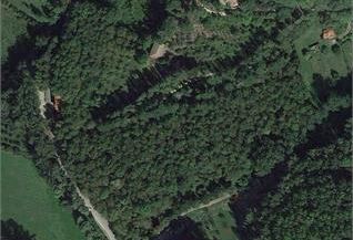 TOSCANA - Diradamento selettivo impianto arboricoltura